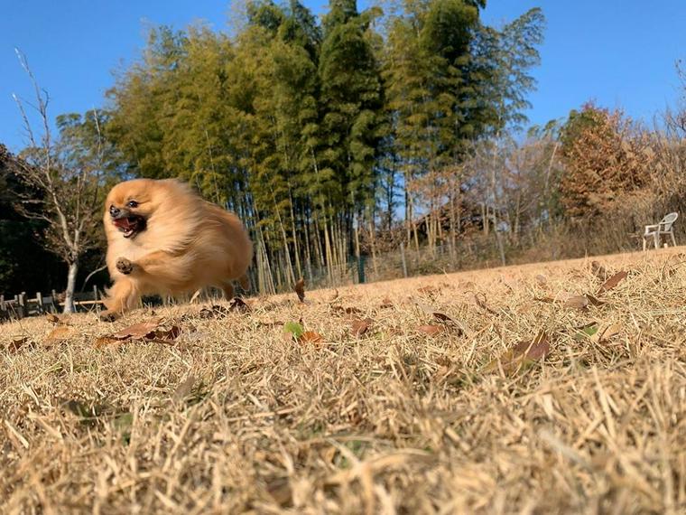 ドッグランfundogs