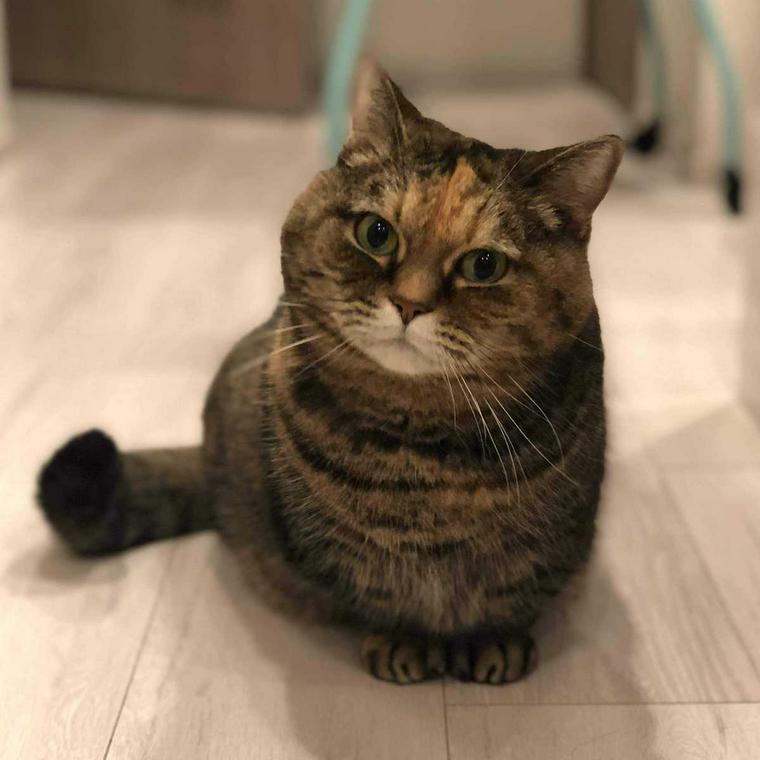 藤間先生の愛猫にけ