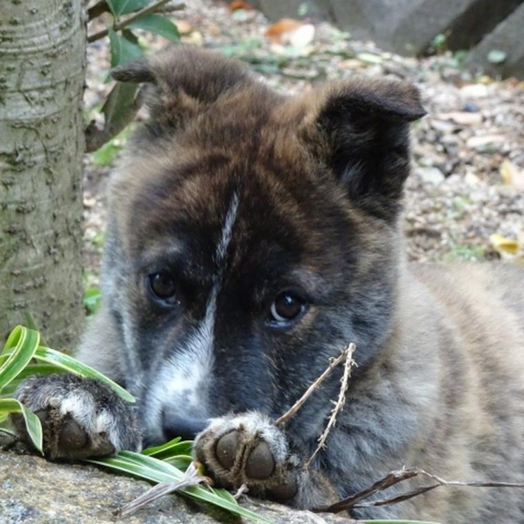 甲斐犬のしつけは難しい 性格を踏まえたしつけ方法をトレーナーが解説 ペトこと