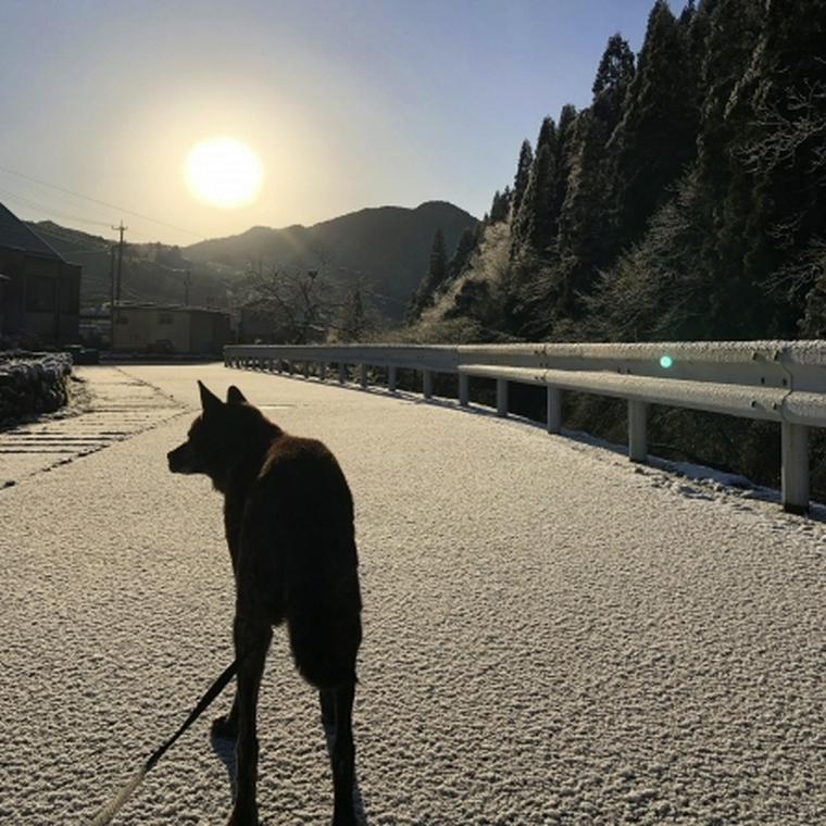 散歩中の甲斐犬