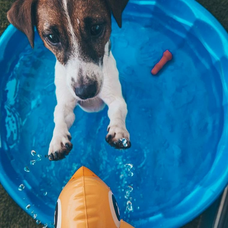 愛犬とプールで遊び 初めての注意点や 自宅で遊べるおすすめプールなど ペトコト