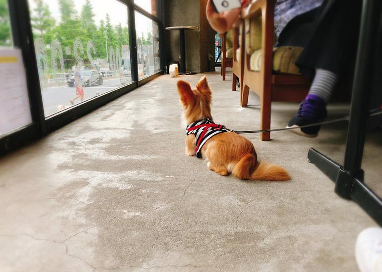 カフェで過ごす犬