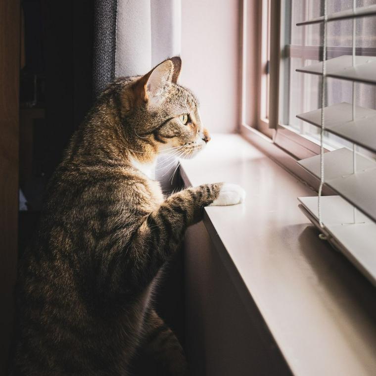 窓の外を眺める猫