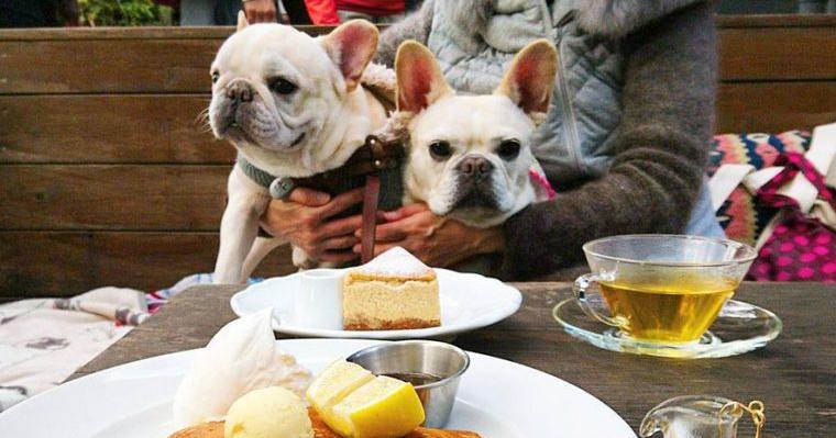 神奈川県の愛犬と行けるドッグカフェ&レストラン15選！駐車場の有無や犬用メニューなど紹介