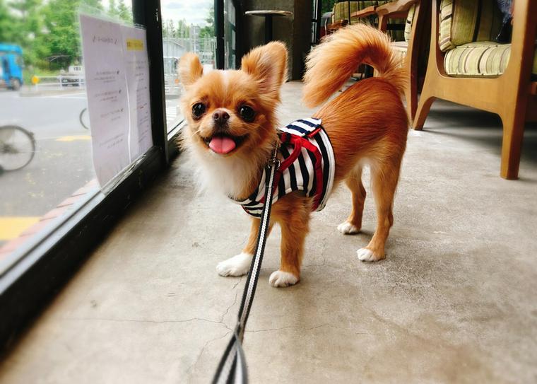 カフェで過ごす犬