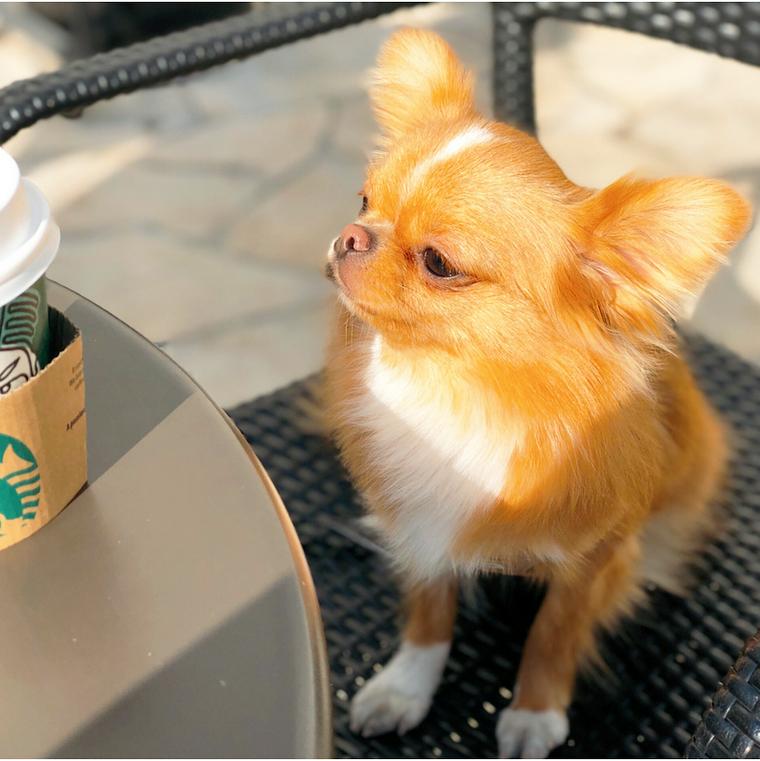 カフェで過ごす犬