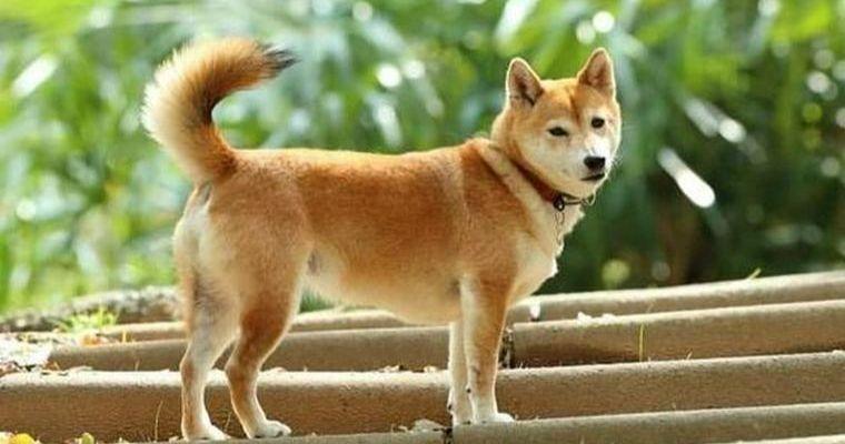 日本犬は6種類！天然記念物にもなっているそれぞれの性格や特徴を紹介