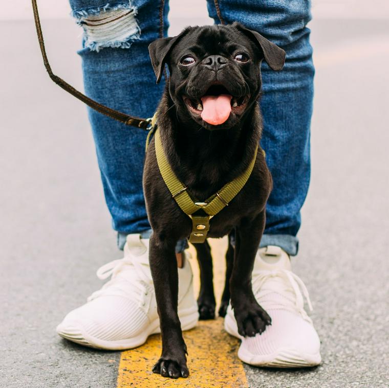 足の間で笑顔の犬