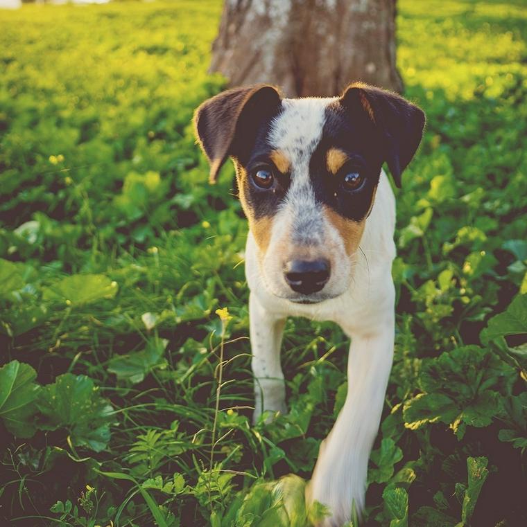 近寄る犬