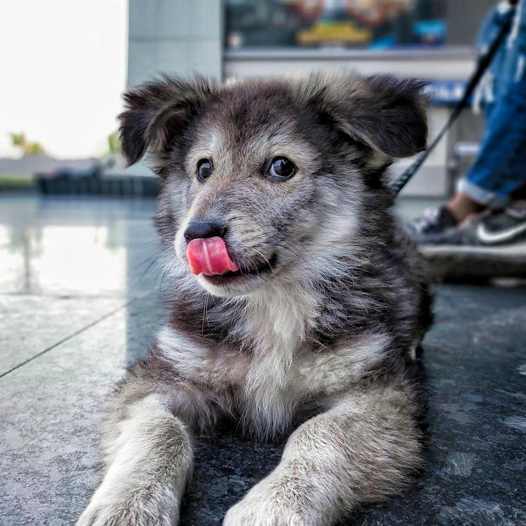 犬の手作りごはん簡単レシピ集 与える量や栄養の注意点も解説 ペトコト