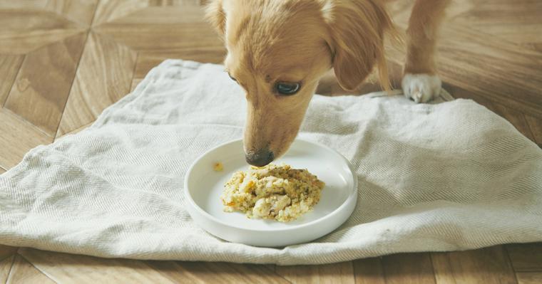 犬はタンパク質の摂りすぎに注意！必要量や不足過剰のリスクを栄養管理士が解説