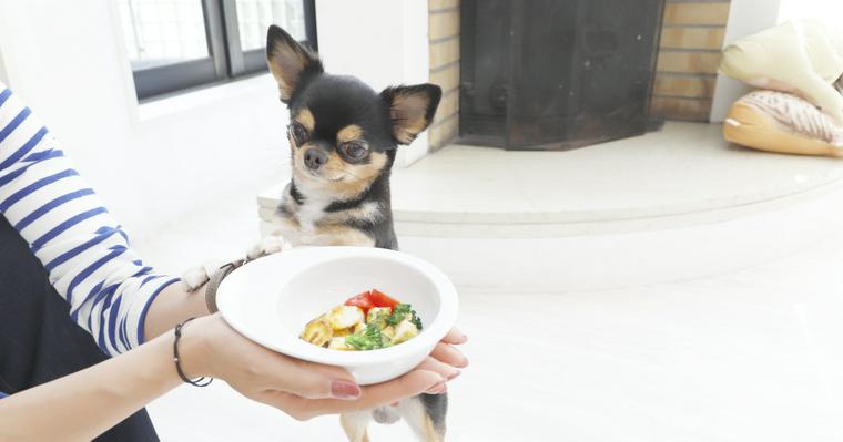 犬の手作りごはん簡単レシピ集　与える量や栄養の注意点も解説