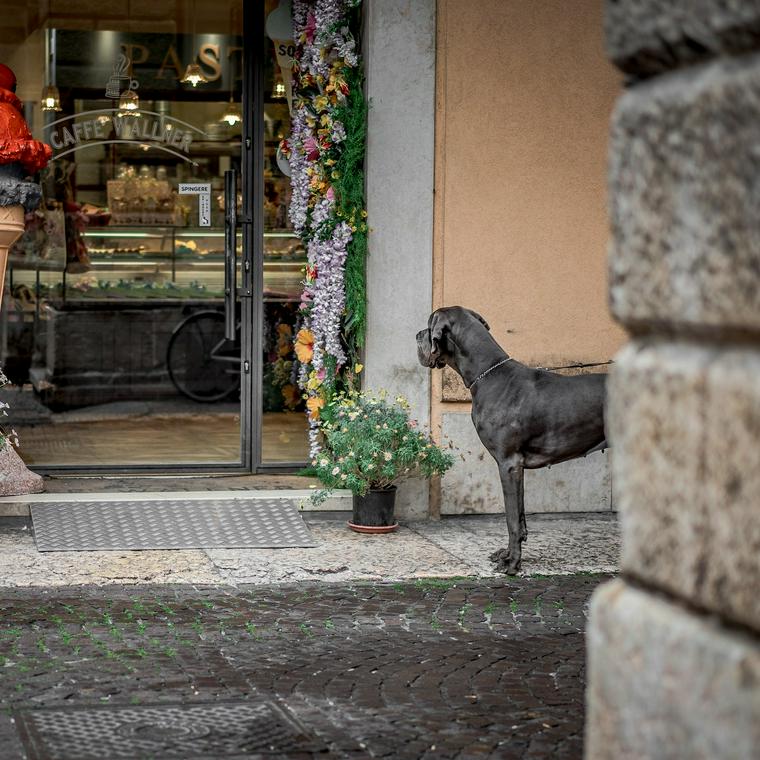 店内を外から覗く犬