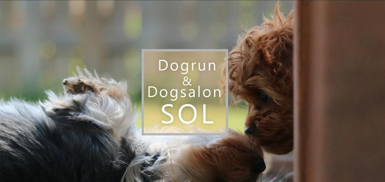 Dog Run SOL