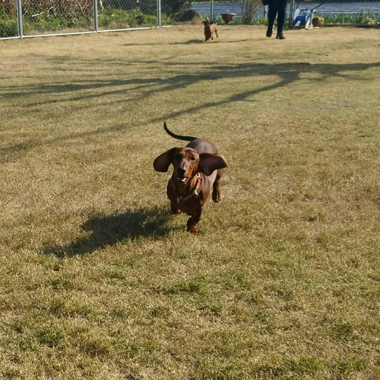 宮崎のおすすめドッグラン ドッグカフェ併設や貸切 公園ドッグランなど ペトコト