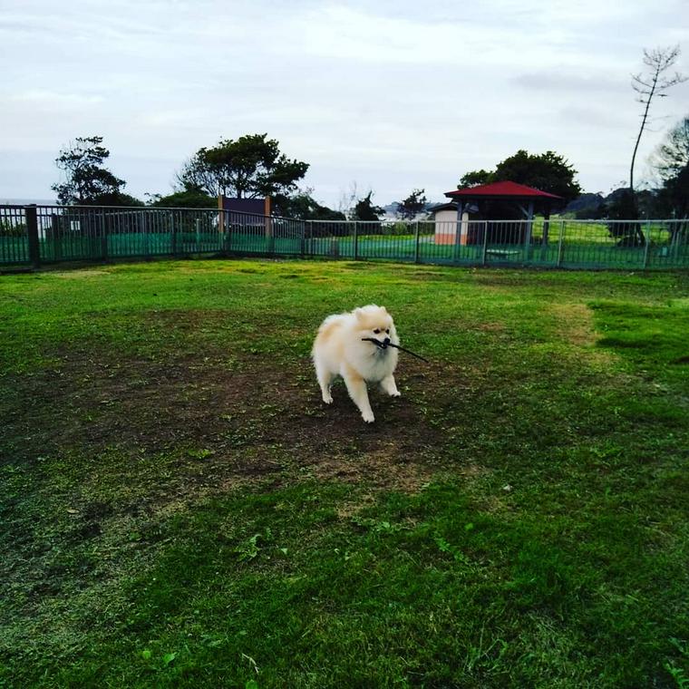 関東のおすすめドッグランまとめ 愛犬と一緒に遊べるお出かけスポットも ペトコト