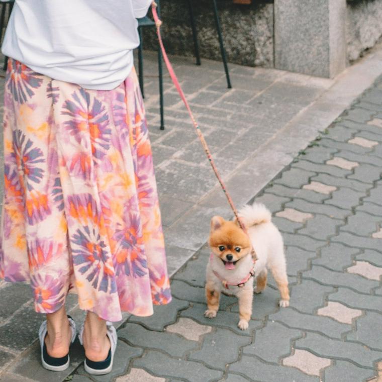 浅草のおすすめドッグカフェ レストラン7選 犬用メニューがあるお店も ペトコト