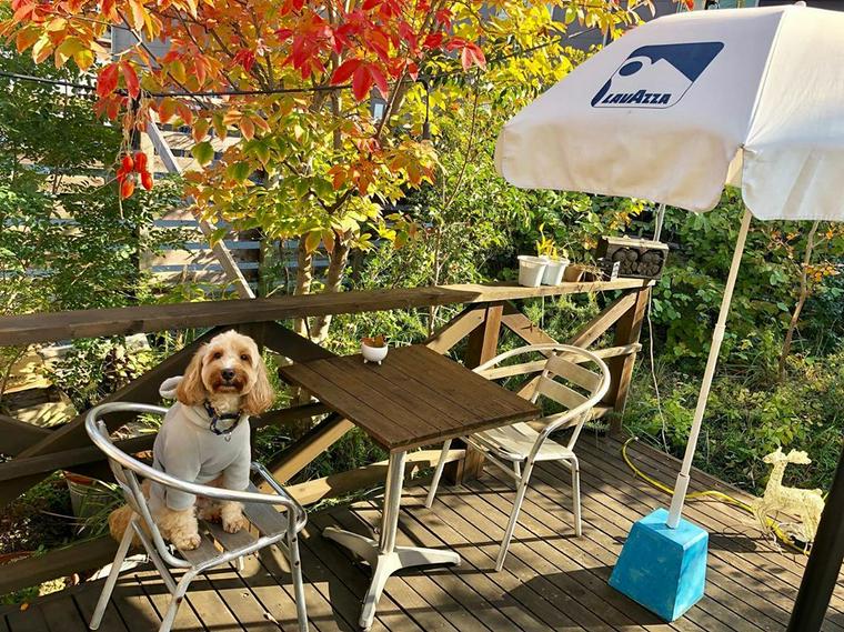 姫路のドッグカフェ 犬連れ可レストランおすすめ6選 愛犬とランチが楽しめる人気カフェを紹介 ペトコト