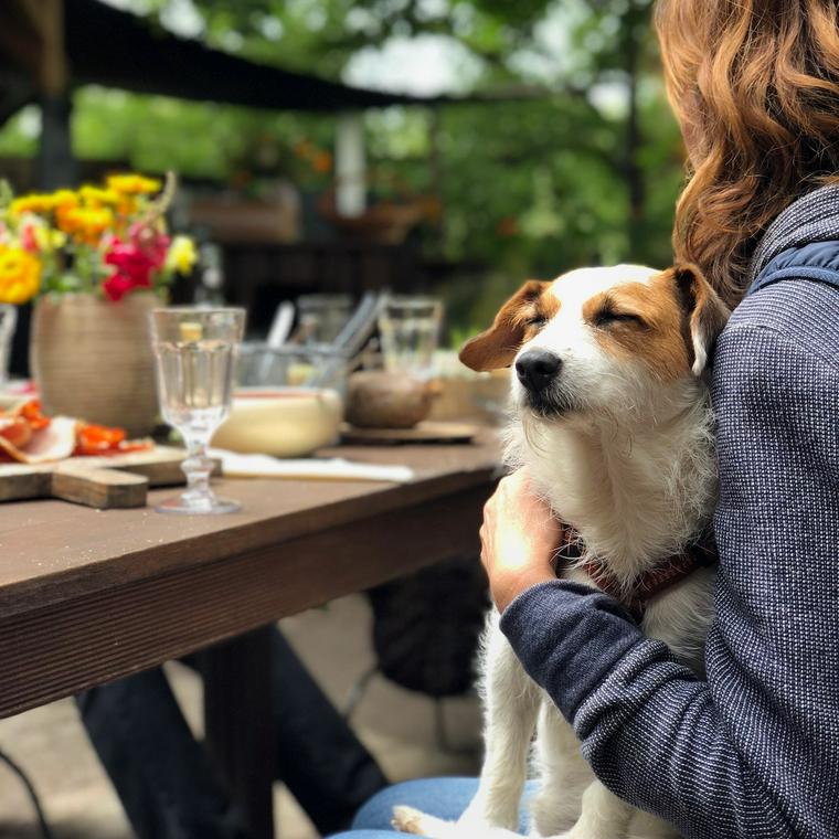 膝の上にいる犬