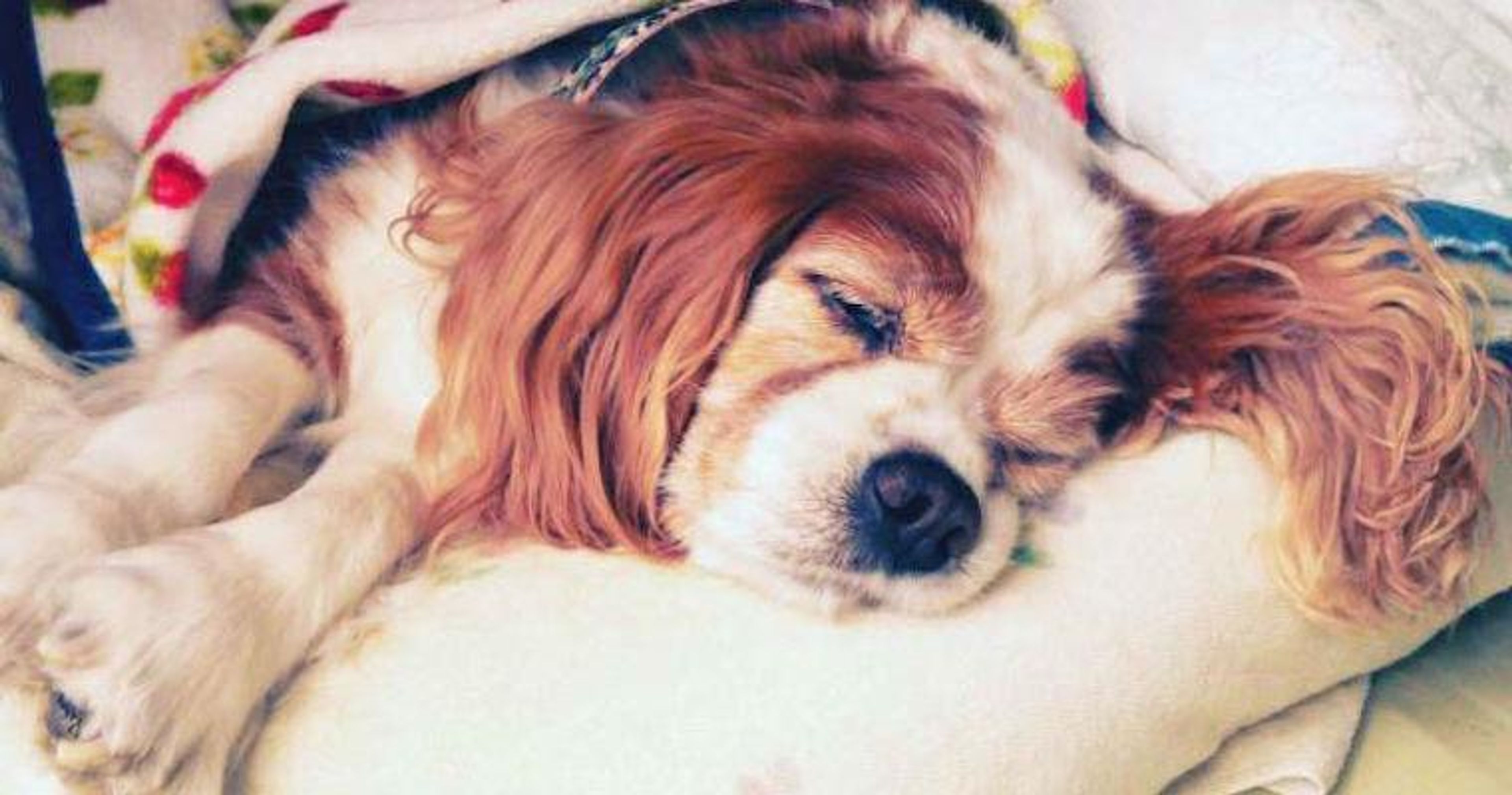 シニア犬（老犬）に多い病気・症状とは？健康診断や準備の必要性を獣医師が解説