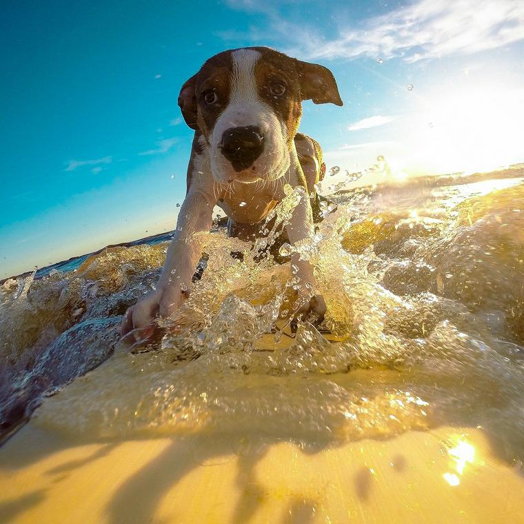 愛犬とサーフィンを楽しもう 楽しみ方 準備すること しつけ 注意点を解説 ペトコト