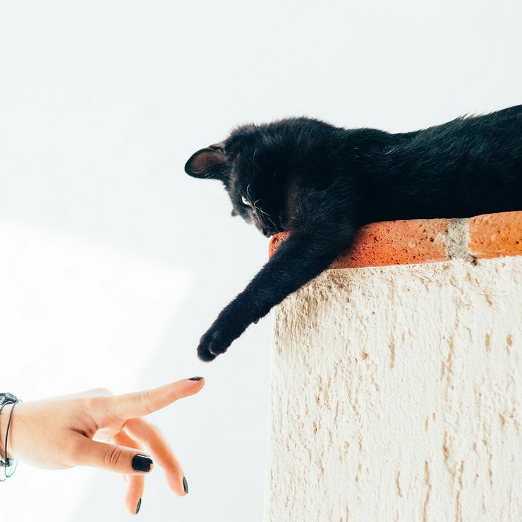 猫とじゃれる人