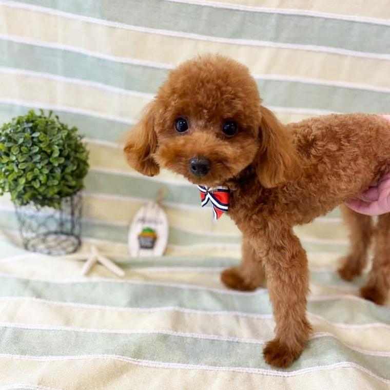 保護犬おうじくん