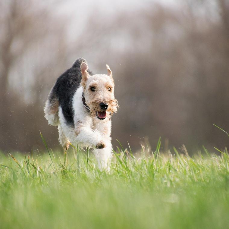 東海の犬と行けるキャンプ場15選 ドッグラン付きやペット可コテージも紹介 ペトコト