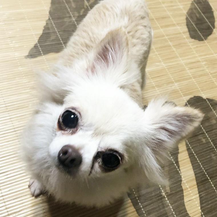 保護犬ゆりちゃん