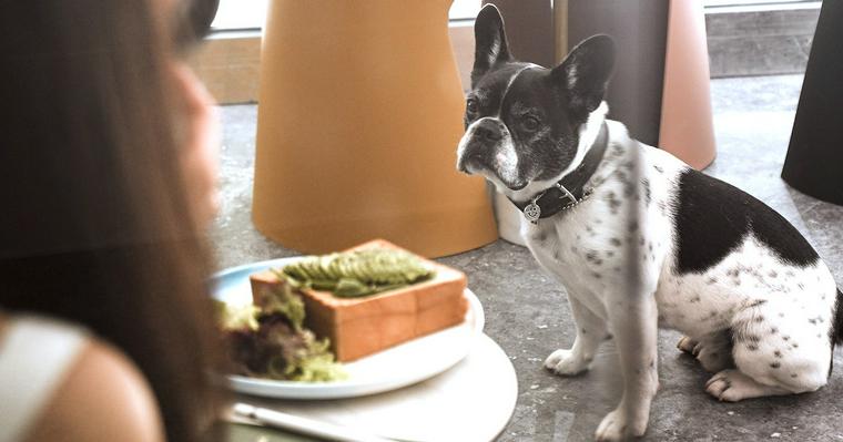 【池袋のおすすめドッグカフェ7選】犬連れできるペット同伴可のカフェ・レストランを厳選