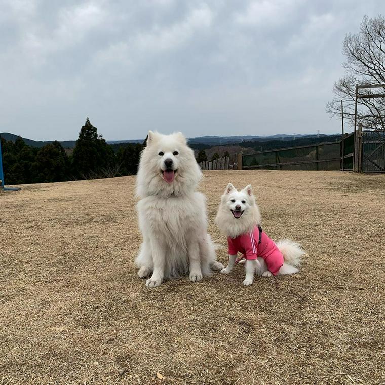 奥日立きららの里ドッグラン