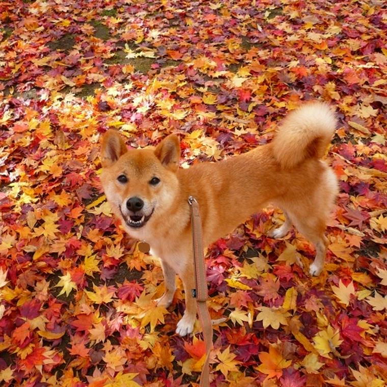 紅葉の上にいる犬