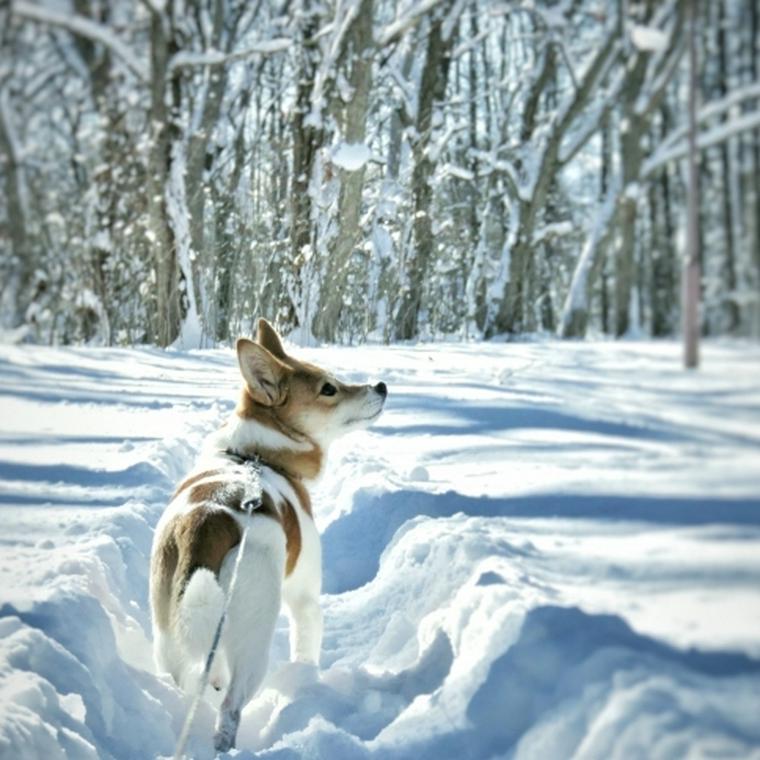 冬でも愛犬の散歩は必要 服や靴などの防寒対策や注意点を紹介 ペトコト