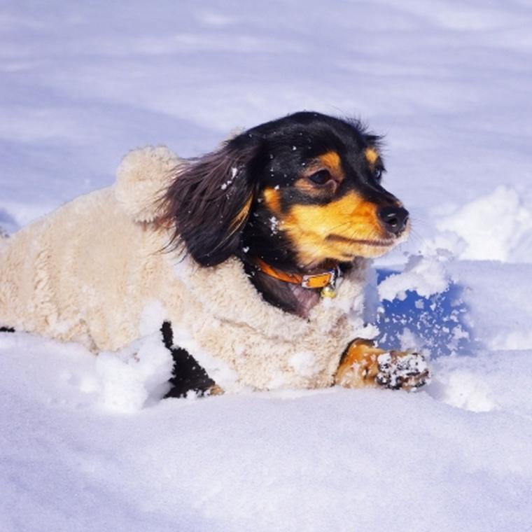 冬でも愛犬の散歩は必要 服や靴などの防寒対策や注意点を紹介 ペトコト