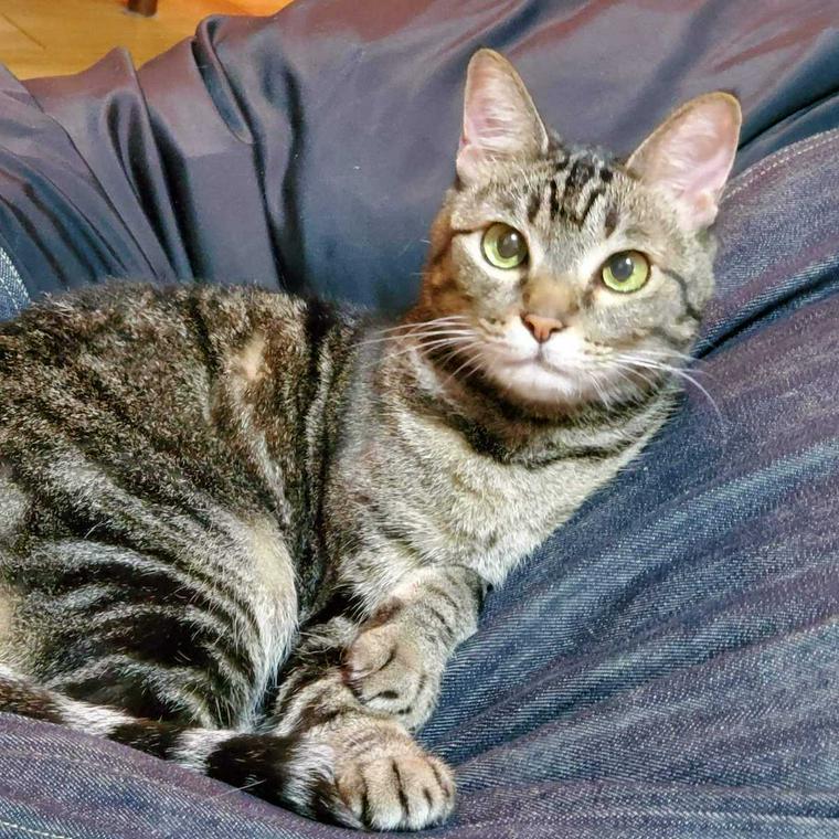 今本先生の愛猫サスティー