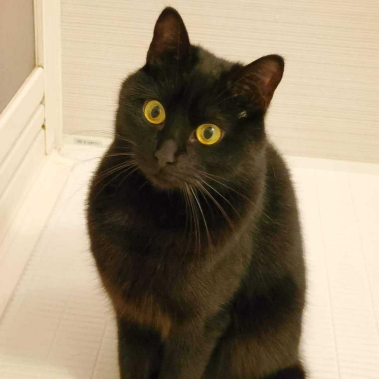 今本先生の愛猫クロマ