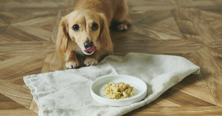 犬の食事で大切なこと。量や回数、手作りごはんの考え方を解説【獣医師監修】