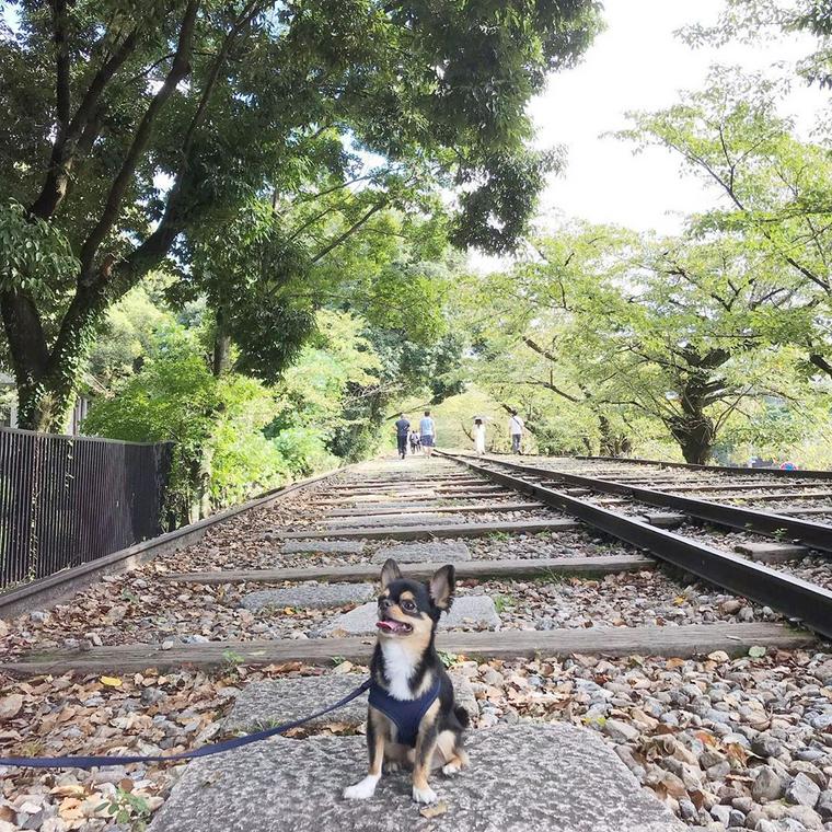 犬と新幹線に乗るときのルール マナー 快適な移動のための準備を解説 ペトこと