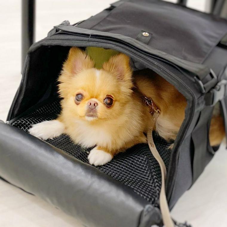 犬は新幹線に乗れる ストレス軽減のためのポイントや移動に役立つグッズを紹介 ペトコト