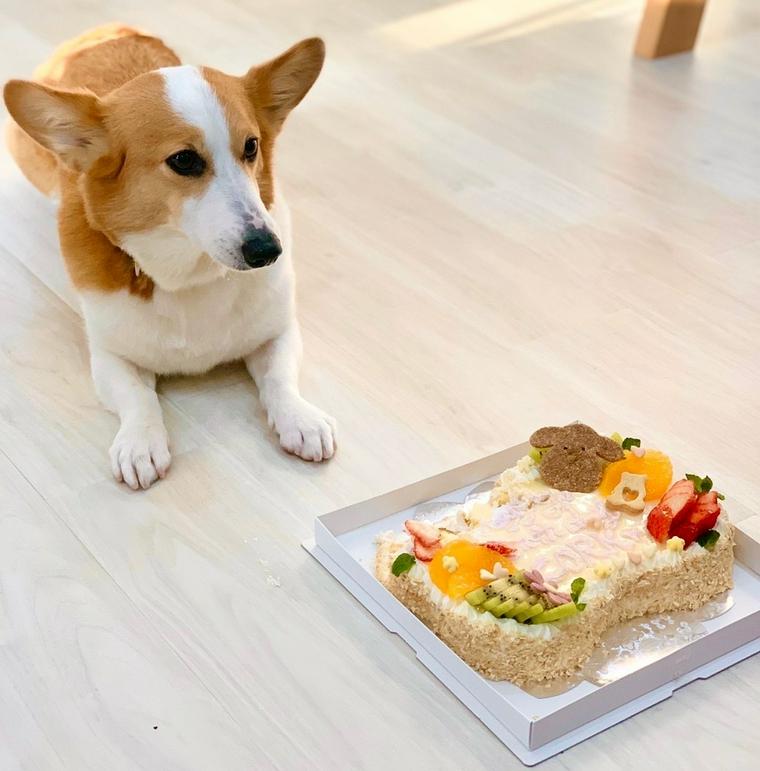 キッチンドッグのケーキ