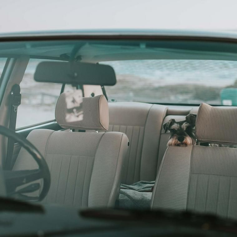 愛犬とのドライブはグッズを活用して安全 快適に おしゃれなドライブボックスやシートを紹介 ペトコト