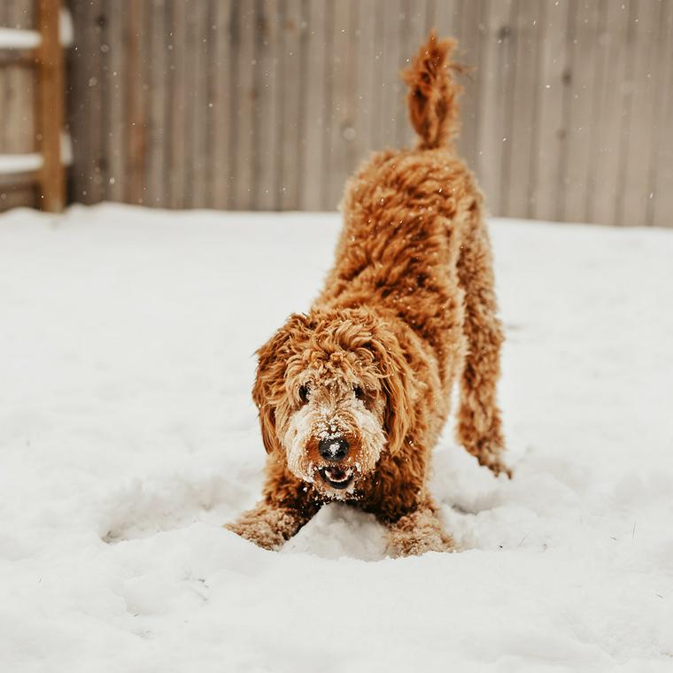 雪で遊ぶ犬