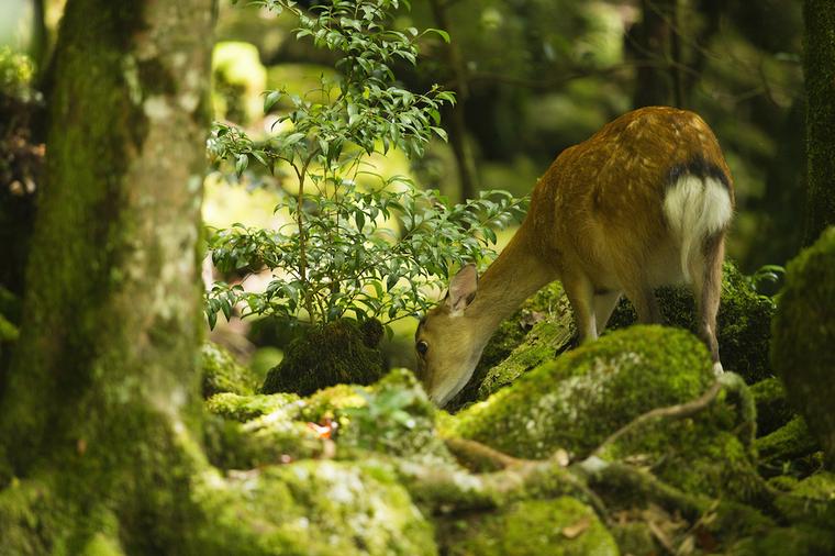 鹿児島県のペットと泊まれる宿