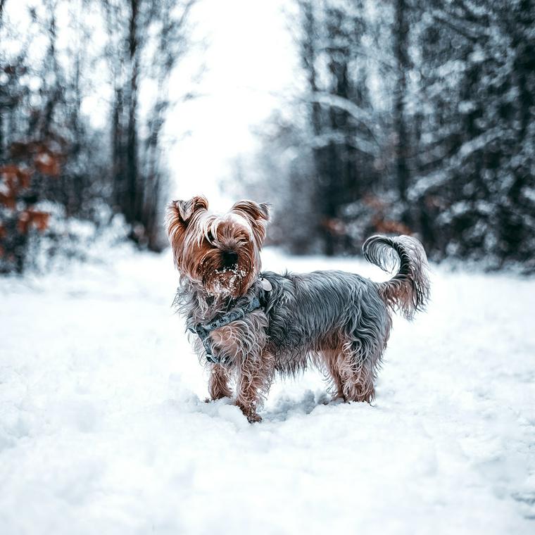 雪で遊ぶ犬