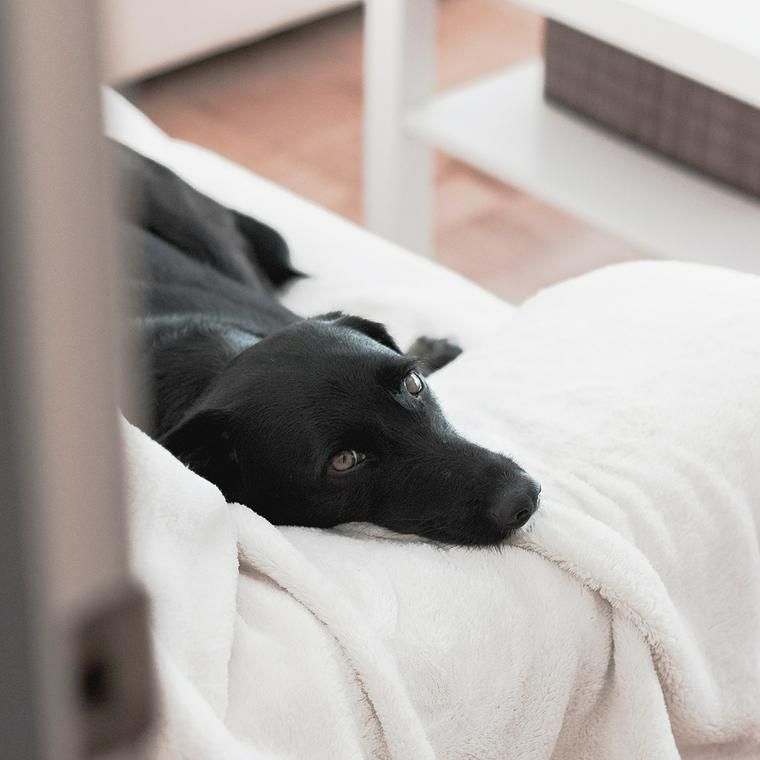 ソファの上で眠る犬