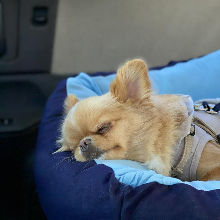車の中で眠る犬