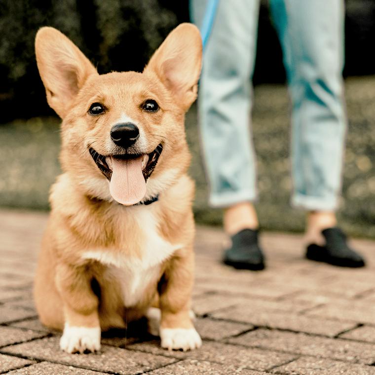 犬が見ている世界は何色 犬の視覚が人間に勝ること 劣ること ペトこと