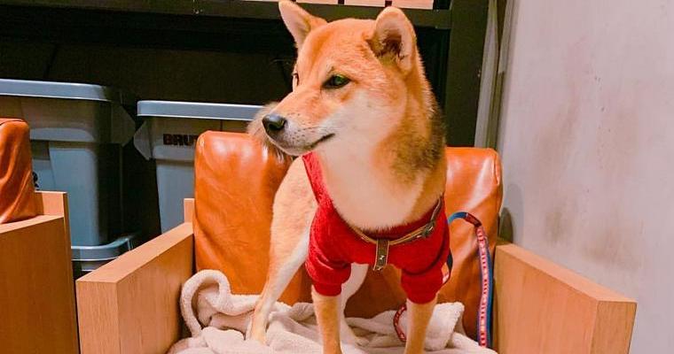 兵庫県のドッグカフェ 犬同伴可レストラン13選 神戸や明石などのおしゃれなカフェを紹介 ペトコト