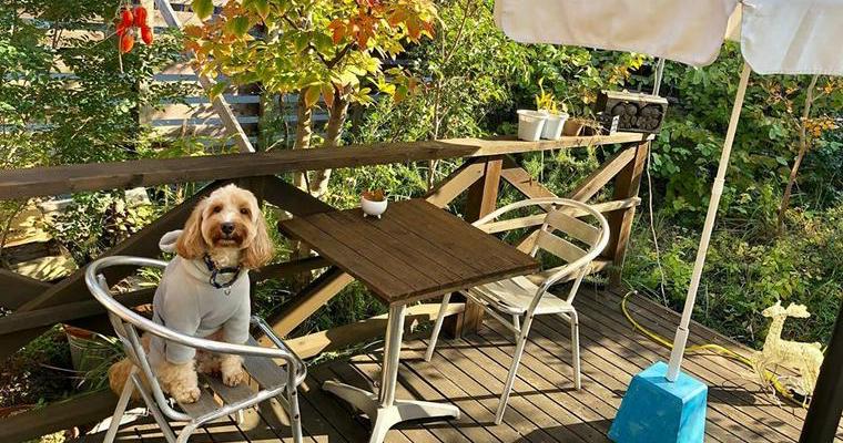 姫路のドッグカフェ&犬連れ可レストランおすすめ6選！愛犬とランチが楽しめる人気カフェを紹介