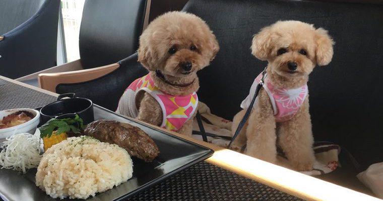 札幌のドッグカフェ＆犬同伴可レストランおすすめ8選！愛犬と一緒に食事を楽しめる人気店を紹介